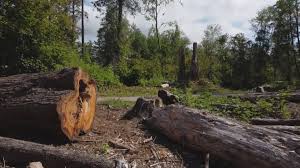 Best Utility Line Clearance  in Orchards, WA