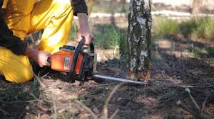 Best Stump Grinding and Removal  in Orchards, WA