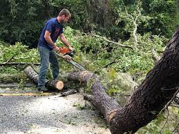 Best Lawn Renovation and Restoration  in Orchards, WA