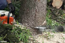 Reliable Orchards, WA Tree Care Solutions
