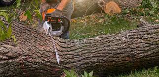 Best Tree Risk Assessment  in Orchards, WA