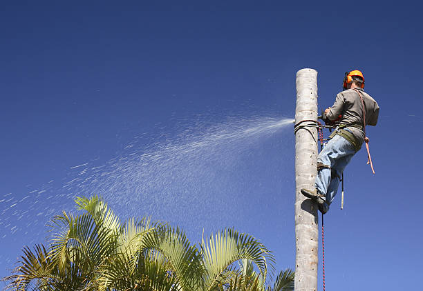 Best Fruit Tree Pruning  in Orchards, WA