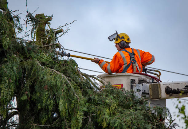Best Root Management and Removal  in Orchards, WA