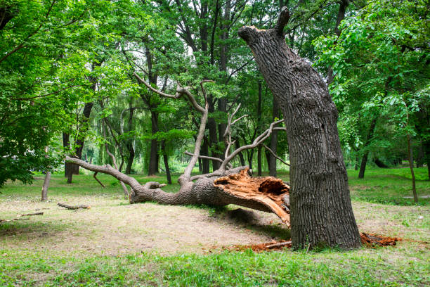 Best Tree Mulching  in Orchards, WA