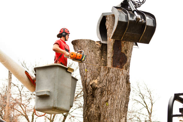 How Our Tree Care Process Works  in  Orchards, WA