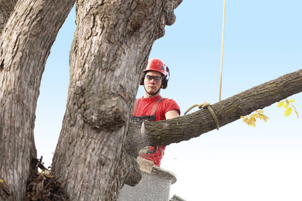  Orchards, WA Tree Care Pros